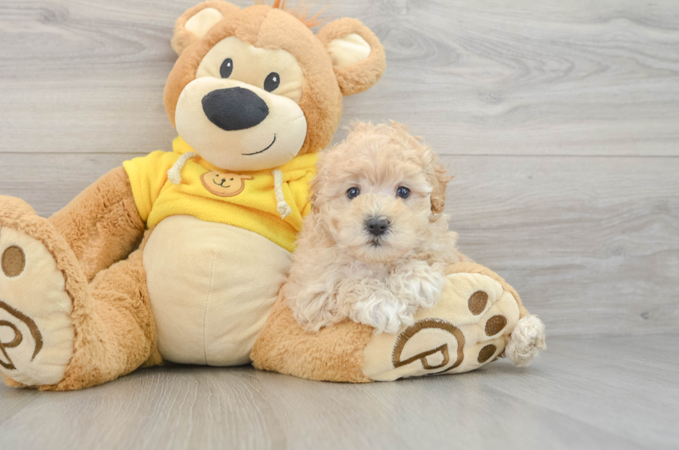 5 week old Maltipoo Puppy For Sale - Windy City Pups