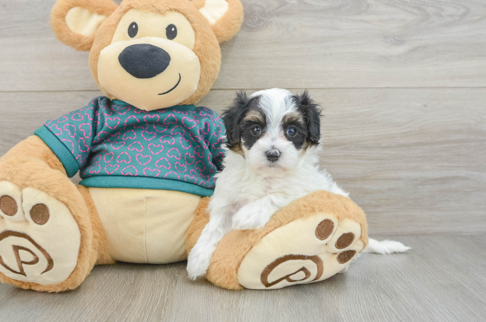 5 week old Maltipoo Puppy For Sale - Windy City Pups