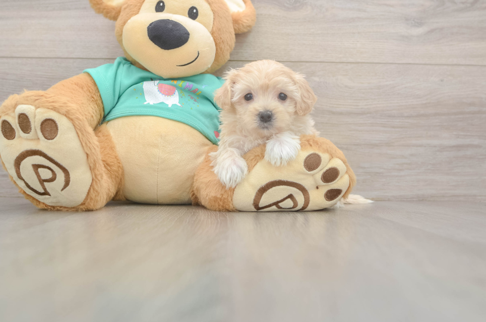 5 week old Maltipoo Puppy For Sale - Windy City Pups