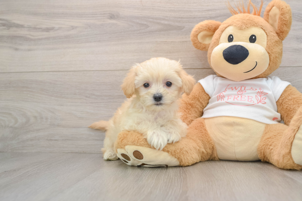 Energetic Maltepoo Poodle Mix Puppy