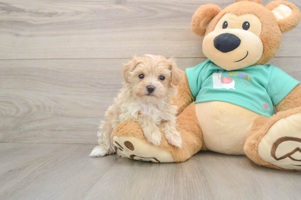 Maltipoo Pup Being Cute