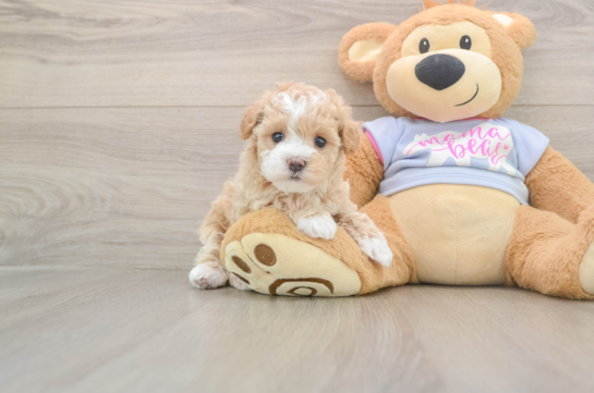 Maltipoo Puppy for Adoption