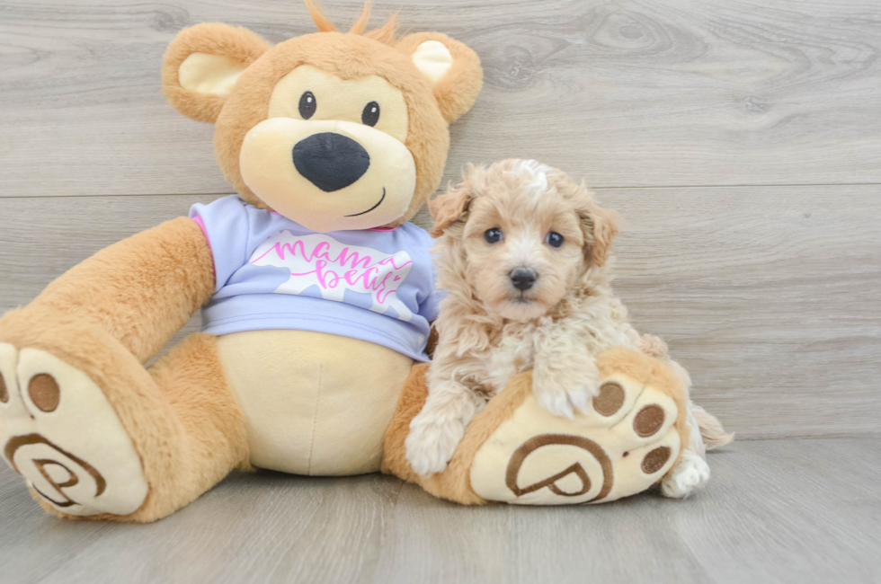 5 week old Maltipoo Puppy For Sale - Windy City Pups