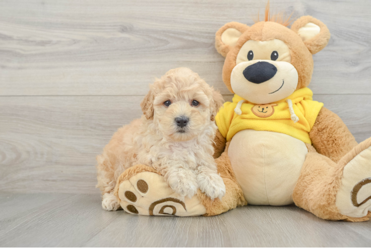 Maltipoo Pup Being Cute