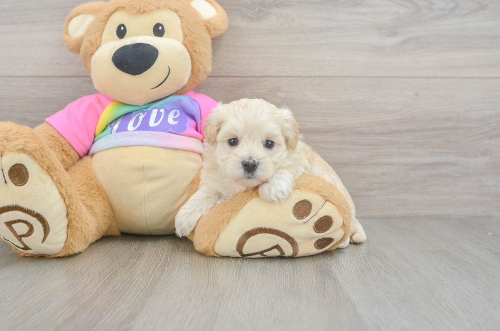 5 week old Maltipoo Puppy For Sale - Windy City Pups