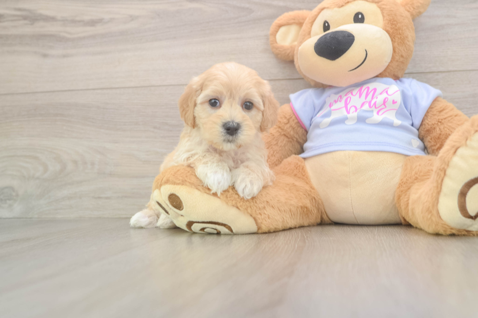 Little Malt Oodle Poodle Mix Puppy