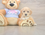 8 week old Maltipoo Puppy For Sale - Windy City Pups