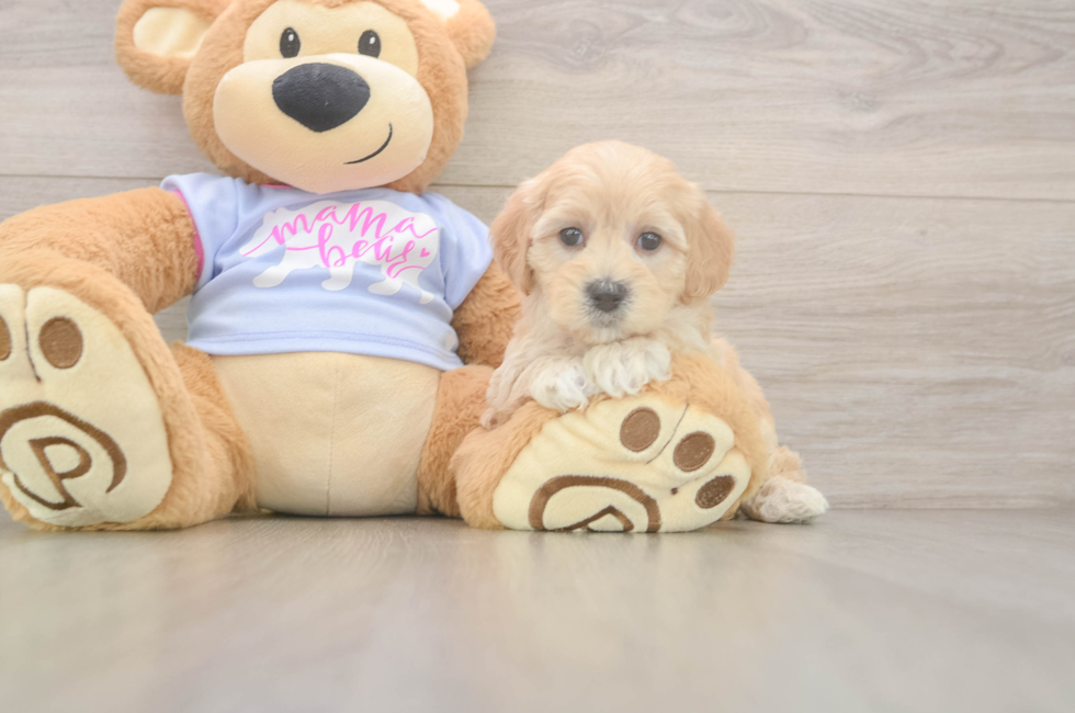 5 week old Maltipoo Puppy For Sale - Windy City Pups