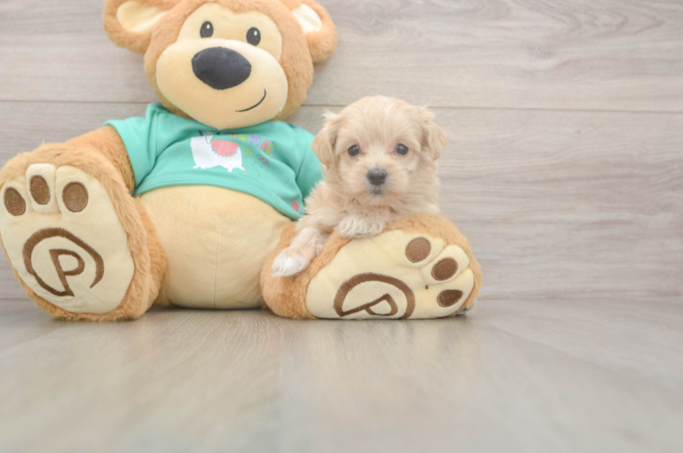 5 week old Maltipoo Puppy For Sale - Windy City Pups