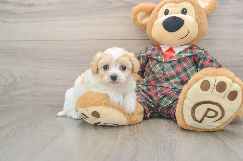 6 week old Maltipoo Puppy For Sale - Windy City Pups