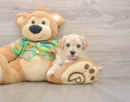 8 week old Maltipoo Puppy For Sale - Windy City Pups