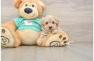Maltipoo Puppy for Adoption