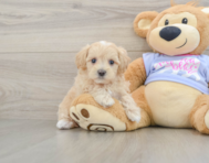 9 week old Maltipoo Puppy For Sale - Windy City Pups