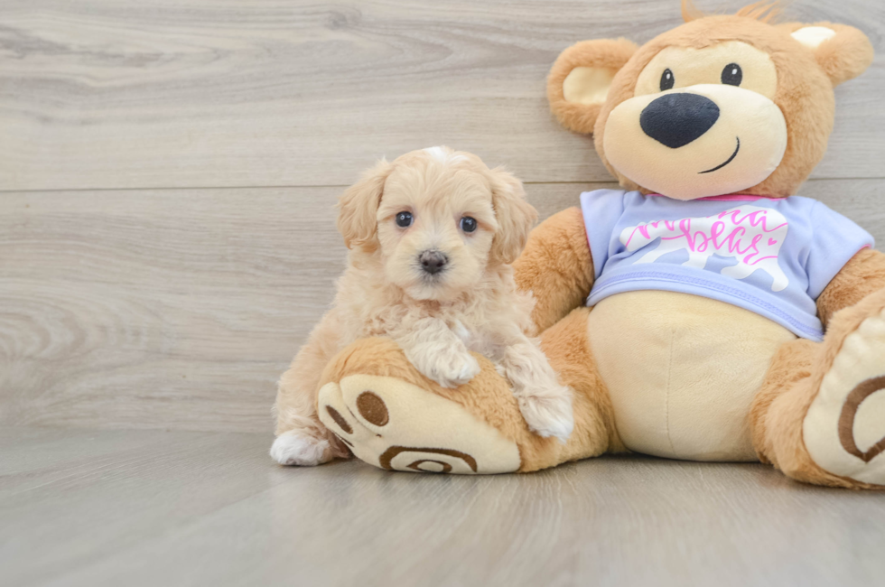 7 week old Maltipoo Puppy For Sale - Windy City Pups
