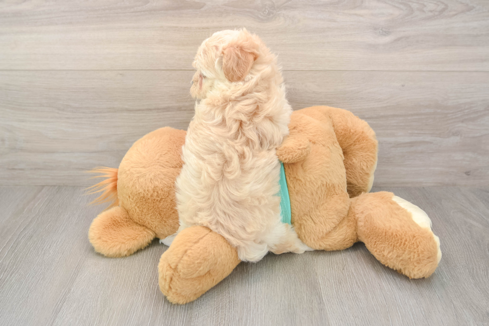 Funny Maltipoo Poodle Mix Pup