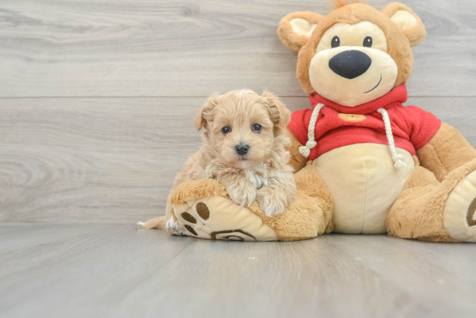 Maltipoo Puppy for Adoption