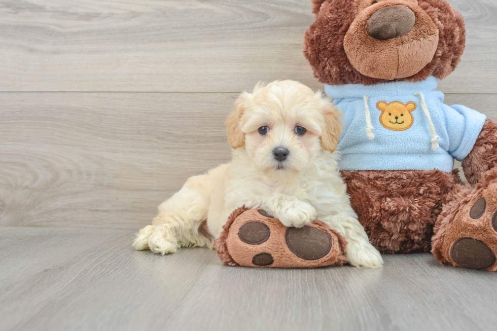 Maltipoo Pup Being Cute