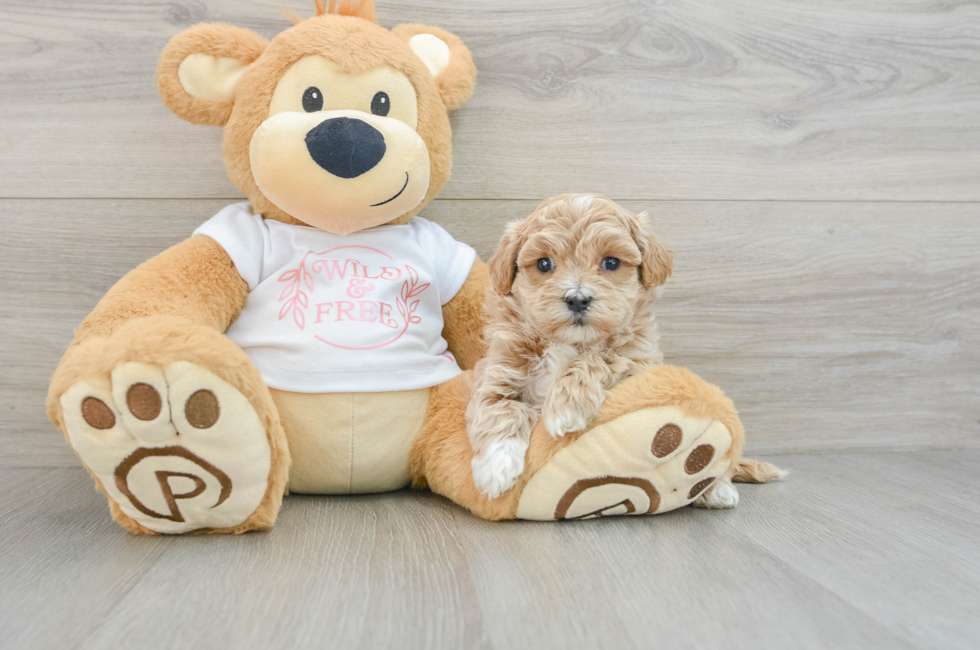 6 week old Maltipoo Puppy For Sale - Windy City Pups