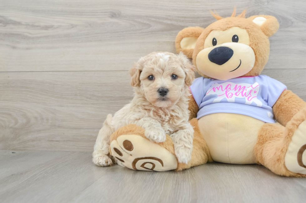 5 week old Maltipoo Puppy For Sale - Windy City Pups