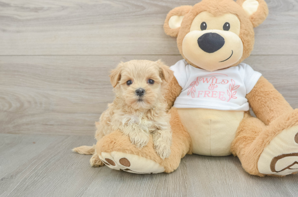 6 week old Maltipoo Puppy For Sale - Windy City Pups