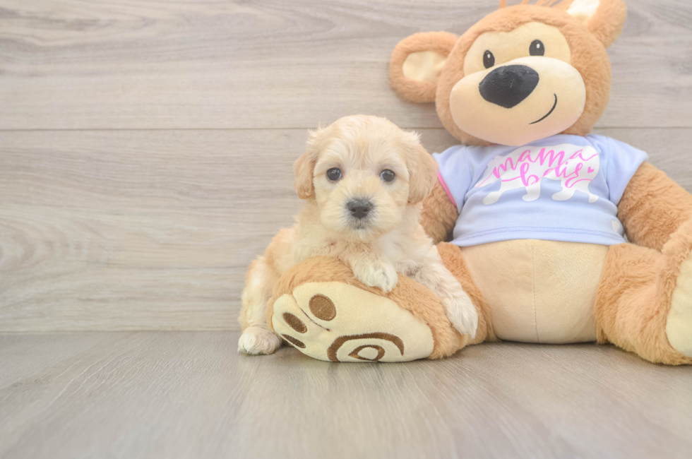 5 week old Maltipoo Puppy For Sale - Windy City Pups