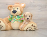 8 week old Maltipoo Puppy For Sale - Windy City Pups