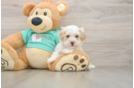 Friendly Maltipoo Baby