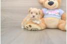 Small Maltipoo Baby