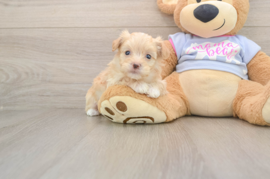 Small Maltipoo Baby