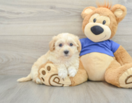 8 week old Maltipoo Puppy For Sale - Windy City Pups