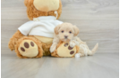 Maltipoo Pup Being Cute