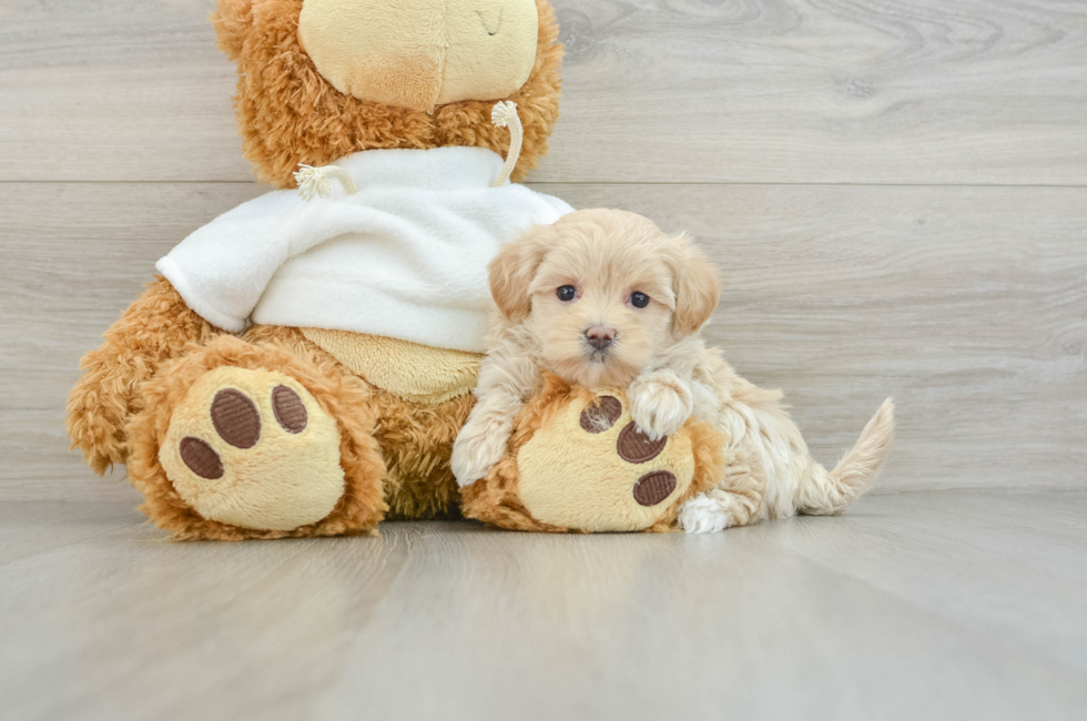 8 week old Maltipoo Puppy For Sale - Windy City Pups