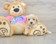 8 week old Maltipoo Puppy For Sale - Windy City Pups