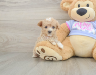 8 week old Maltipoo Puppy For Sale - Windy City Pups