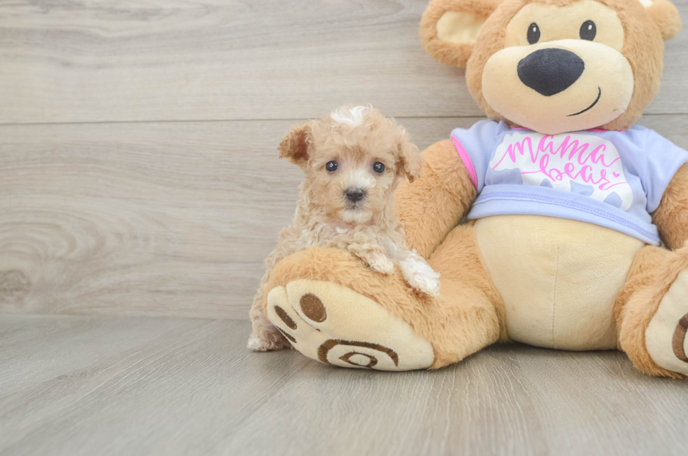 7 week old Maltipoo Puppy For Sale - Windy City Pups