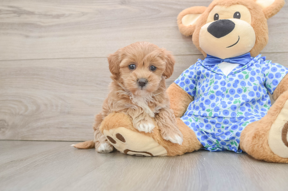 5 week old Maltipoo Puppy For Sale - Windy City Pups