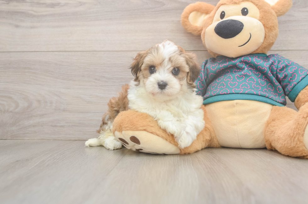 5 week old Maltipoo Puppy For Sale - Windy City Pups