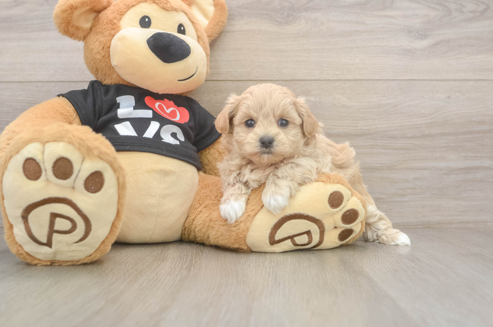 5 week old Maltipoo Puppy For Sale - Windy City Pups