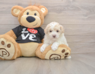 6 week old Maltipoo Puppy For Sale - Windy City Pups