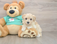 7 week old Maltipoo Puppy For Sale - Windy City Pups