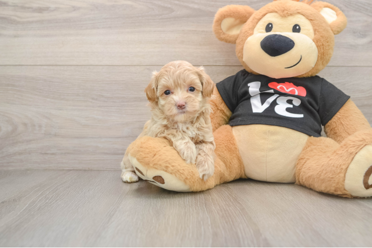 Best Maltipoo Baby