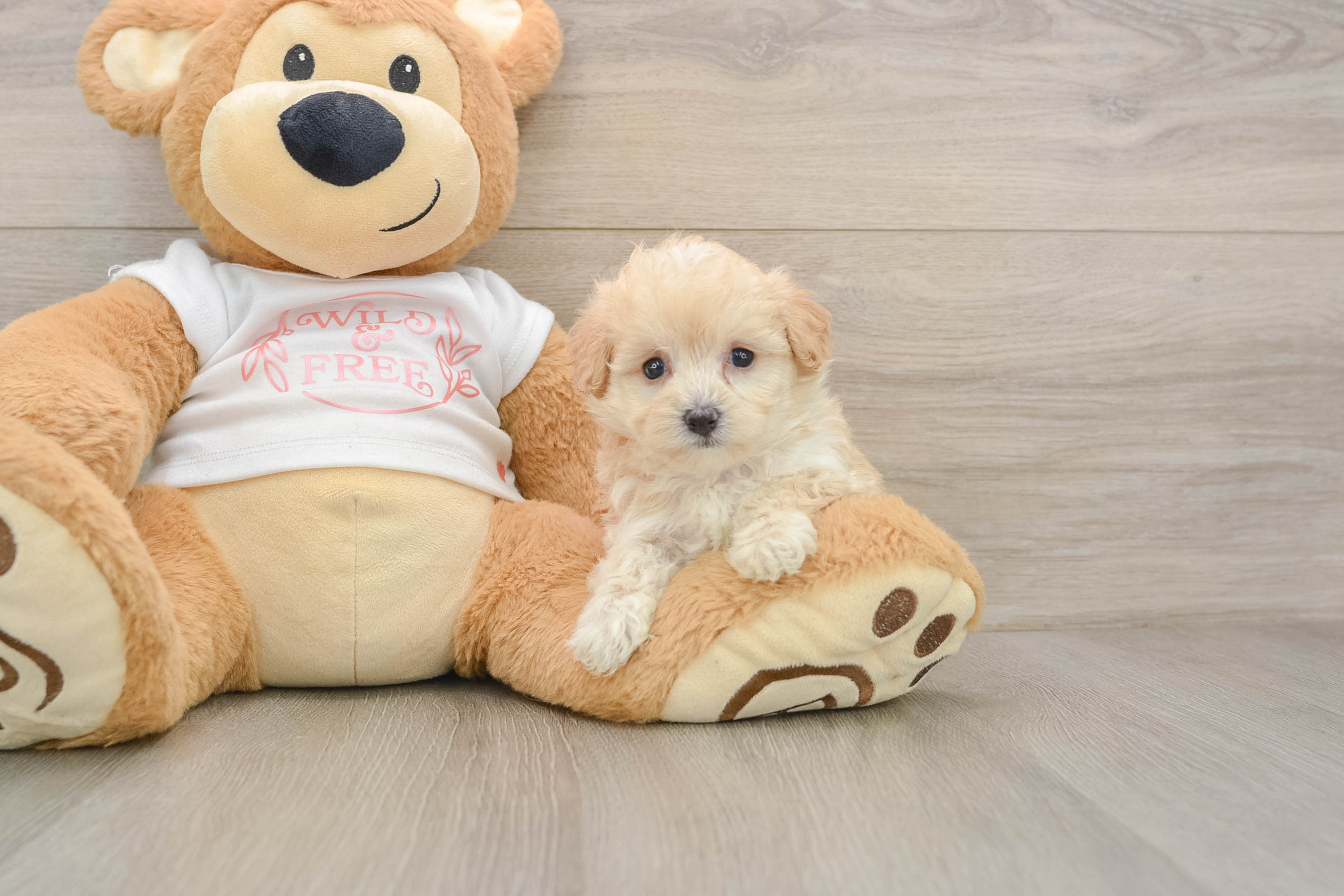 Little Multipoo Poodle Mix Puppy