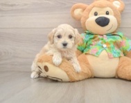 8 week old Maltipoo Puppy For Sale - Windy City Pups