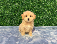 9 week old Maltipoo Puppy For Sale - Windy City Pups