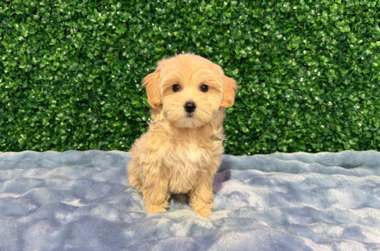 Maltipoo Puppy for Adoption