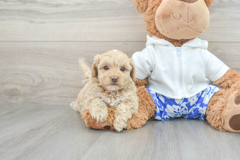 Maltipoo Puppy for Adoption