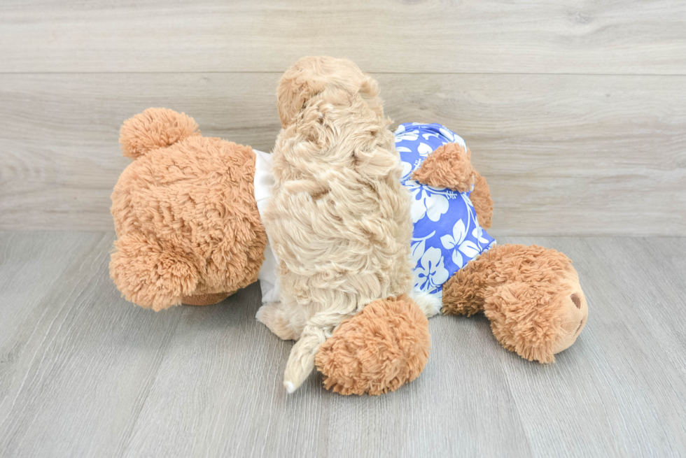 Maltipoo Pup Being Cute