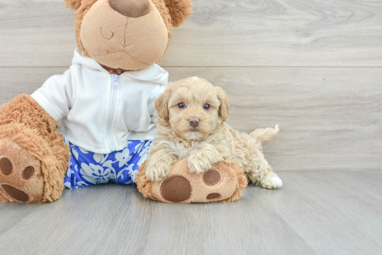 Best Maltipoo Baby