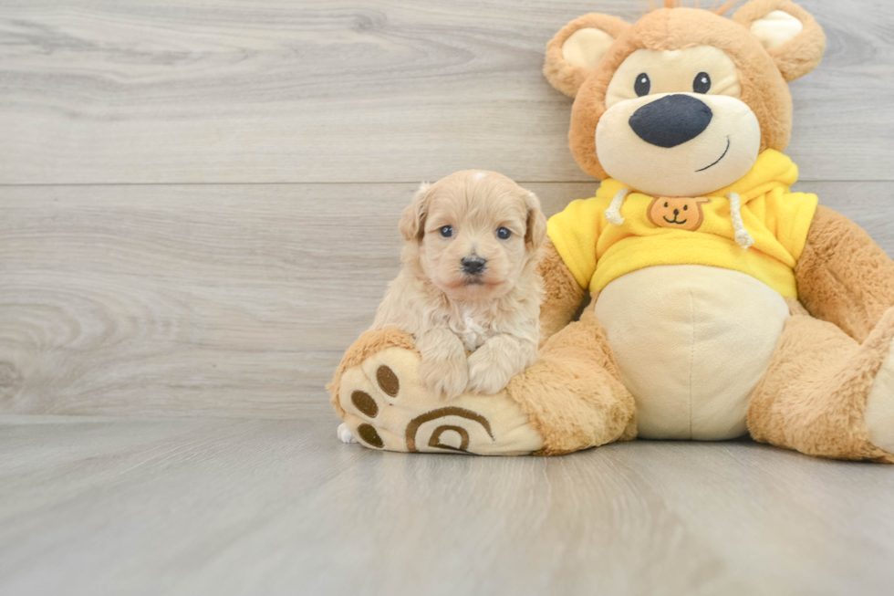 Hypoallergenic Moodle Poodle Mix Puppy