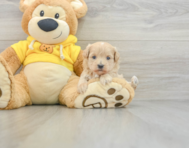 7 week old Maltipoo Puppy For Sale - Windy City Pups